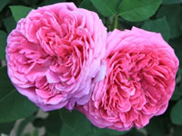 Rosa damascene